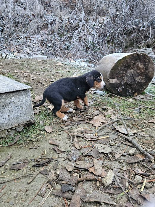Продавам кученца – Българско трицветно гонче