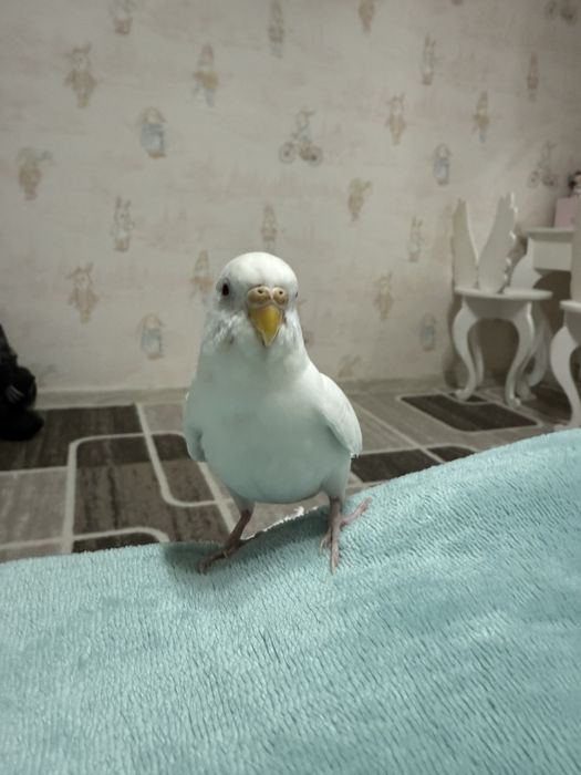 Продаю волнистого попугая