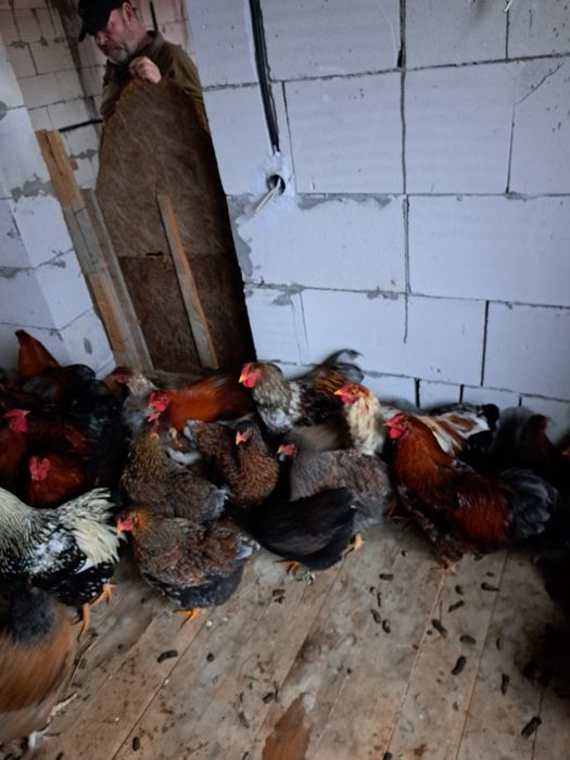 Găini de vanzare wiandote