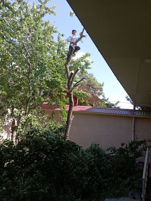 Дарахт.кесиш.Обреска.деревья