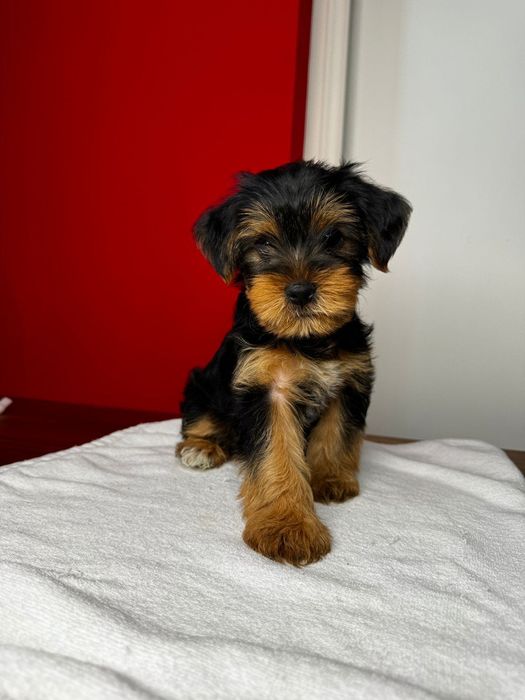 Щенки Йоркширский терьер