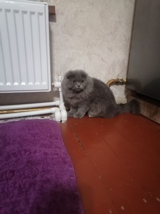 8 ойлик мушукчалар қораси эркак оқ ранглиси аёл сотилади,