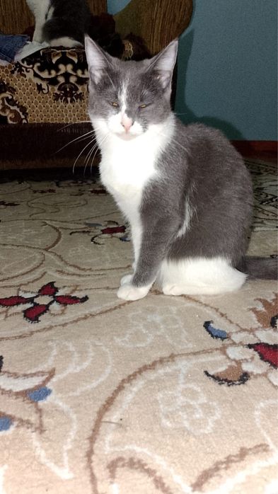 Отдам котенка в добрые руки