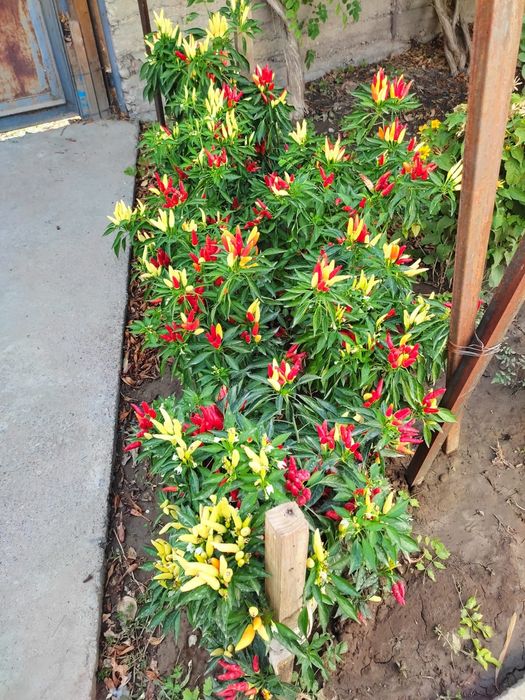 Продам ухоженную дачу