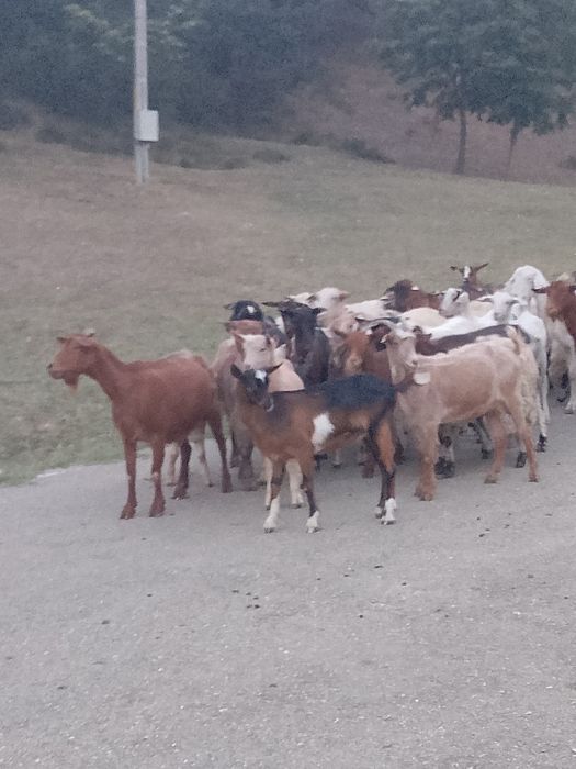 De  vânzare 10 oi
