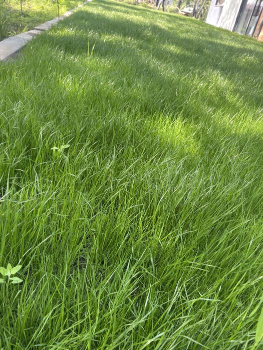 Газон спортивный зимостойкий