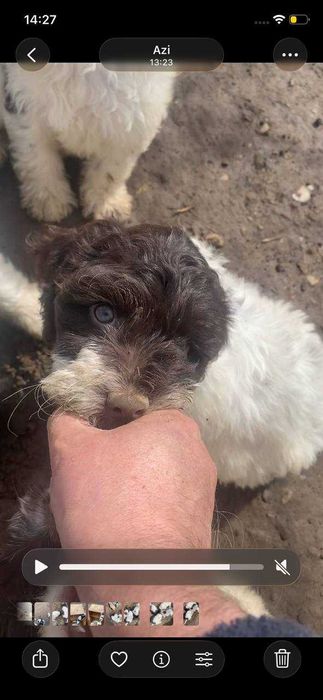 Donez catei pentru trufe