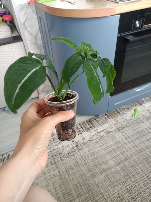 Продам сингониум Ведланда