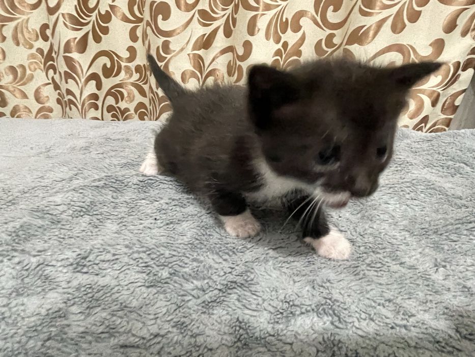 Маленькие пародистые котята