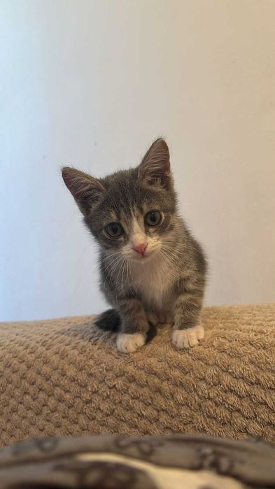 Котенок 3 месяца