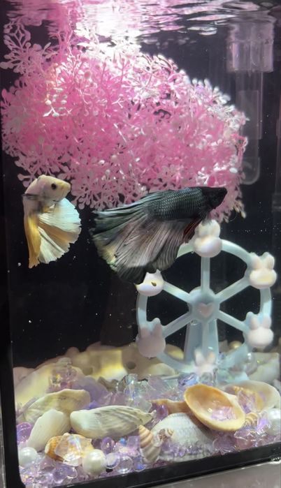 Аквариум +Декор+рыб+Фильтр +корм