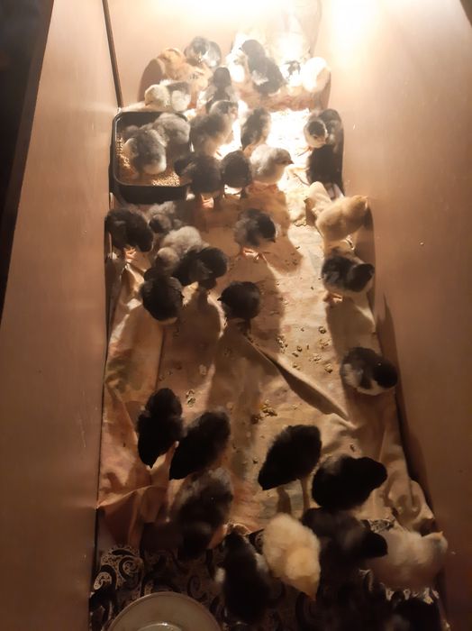 Damashni jojalar bor