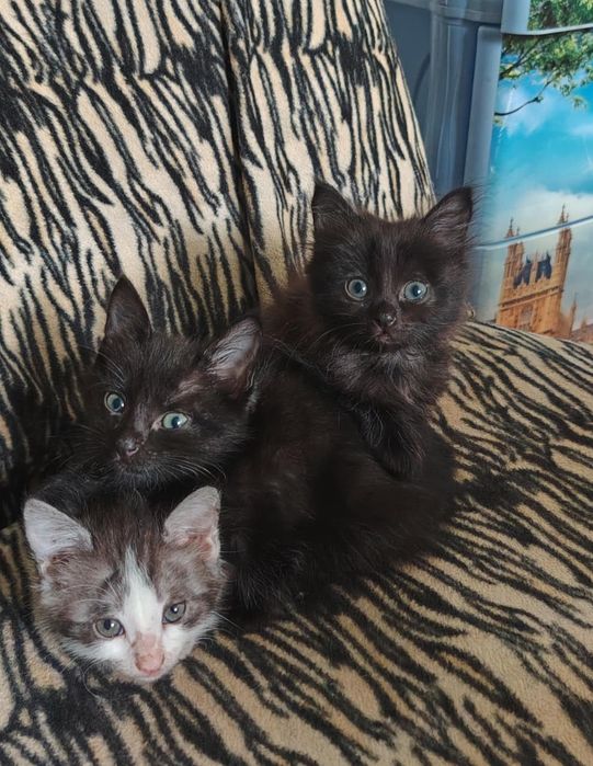 Отдам котят в добрые руки