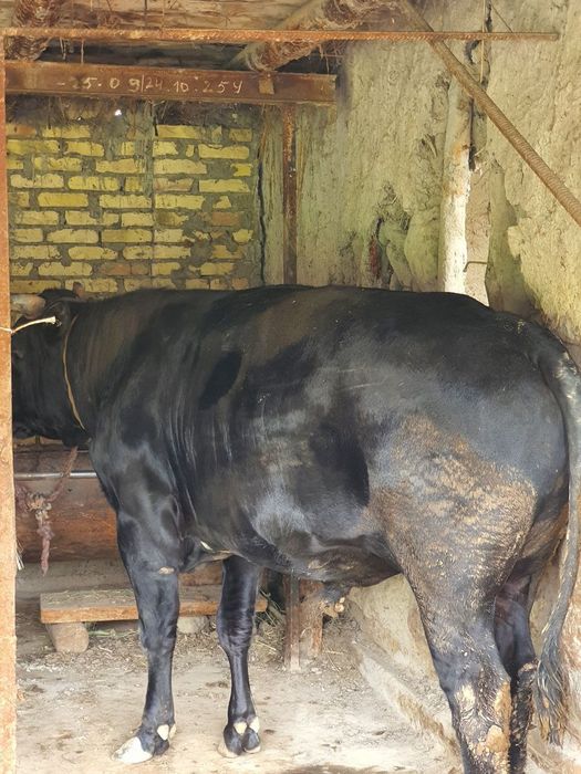 buqqa sotiladi narxi 31 mln so'm keishiladigan joyi bor