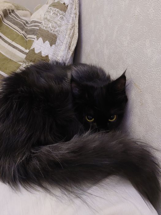 Красотка кошка в добрые руки отдам