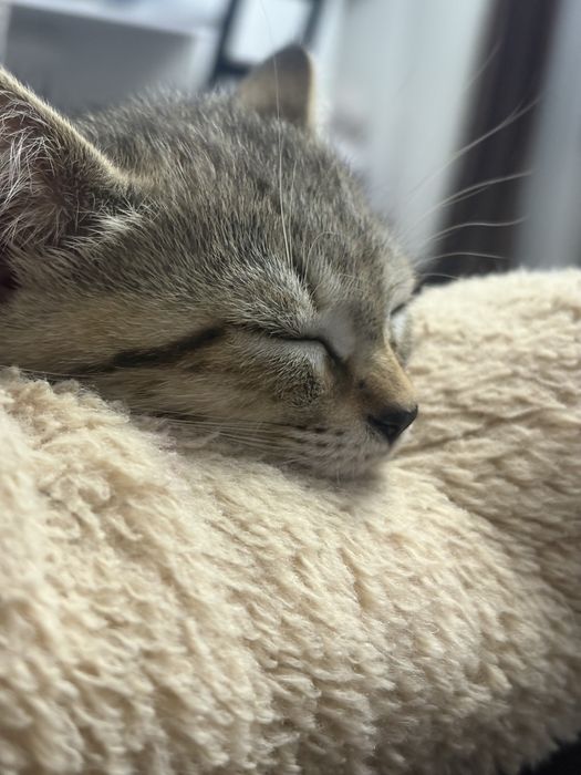 Котенок в добрые руки