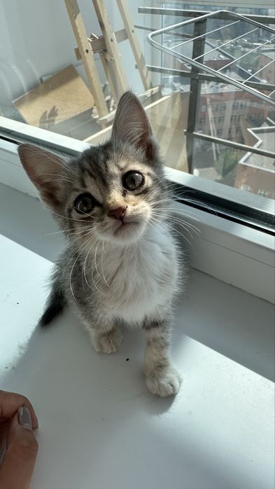 Отдам котенка в добрые руки, мальчик, около 2 мес.