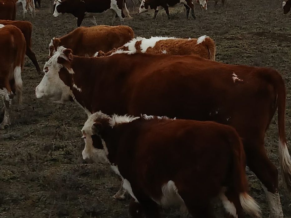 Мал сатылады. 4 бас мал