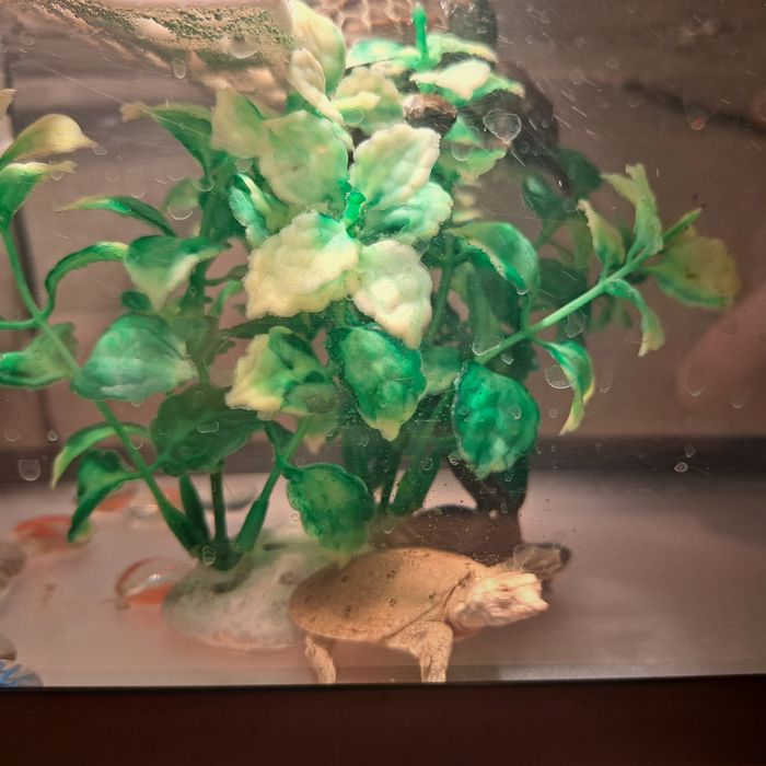 Черепашка Трионикс