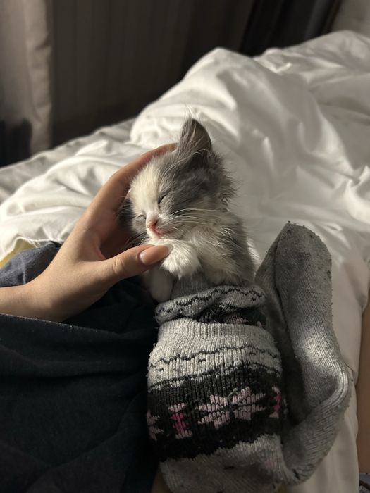 Котенок девочка