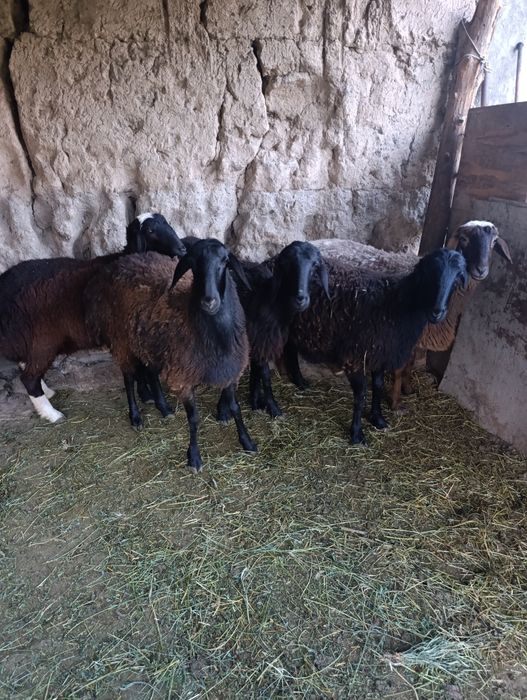 Бугоз Куйлар сотилади тухлилар