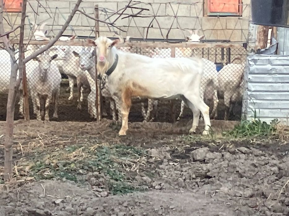 Ешкінің сары майы, адрес Тараз каласы район Массив Арай