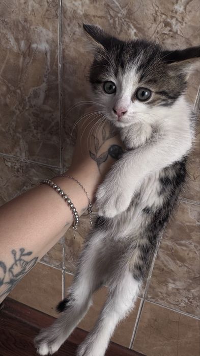 Отдам котят очень ласковых