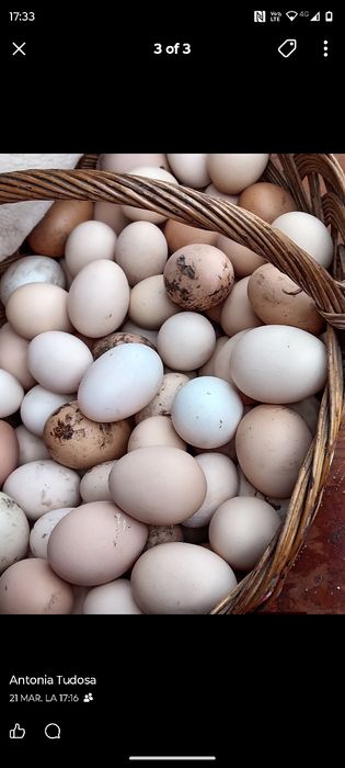 Oua de vânzare 1.30 lei
