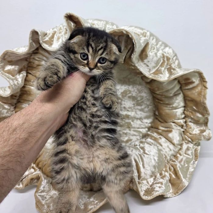 КоТиКи ВисЛоуХие ШоТланДскиЕ