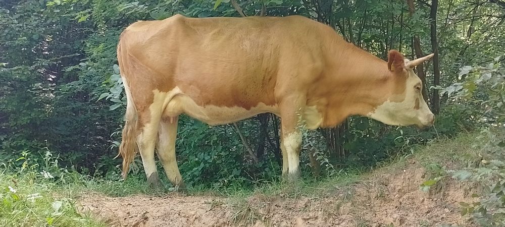 Vaca de vânzare baltă