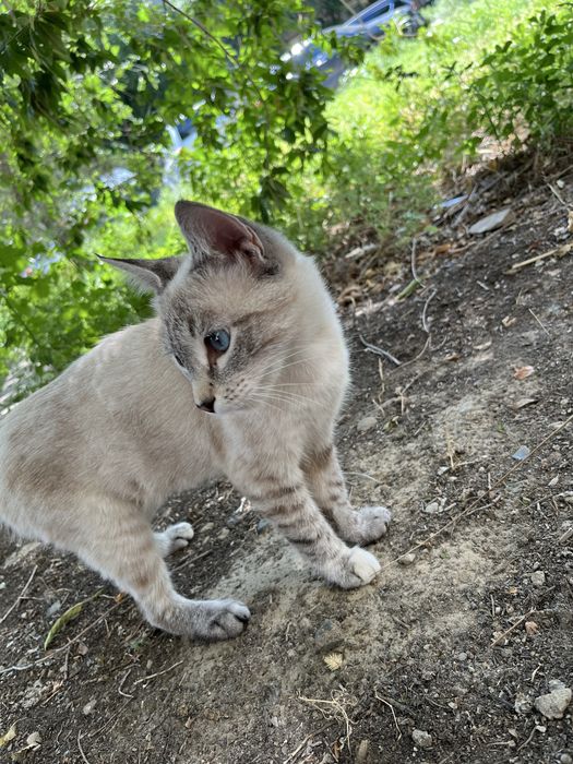 В добрые руки кошечка