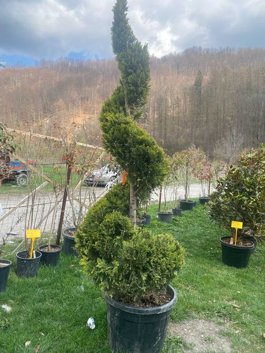 Plante Ornamentale pentru Gradini si Curti
