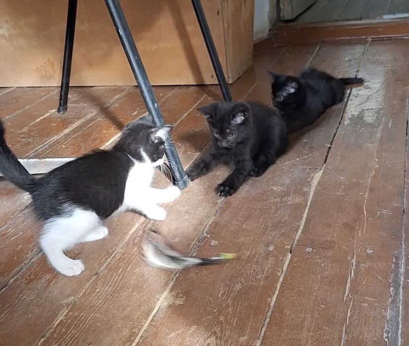 Котята. Отдам  даром