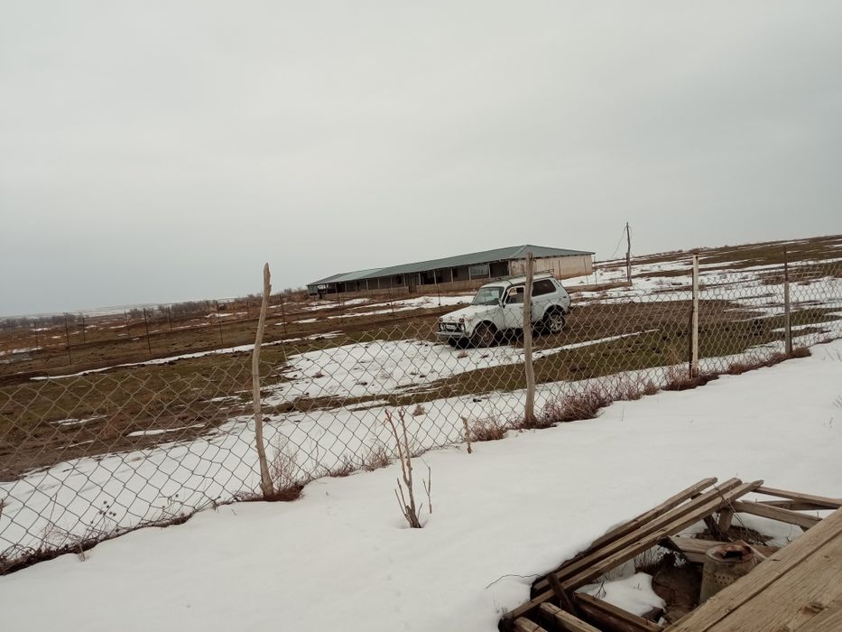 Фазенда туркестански облыс шаян