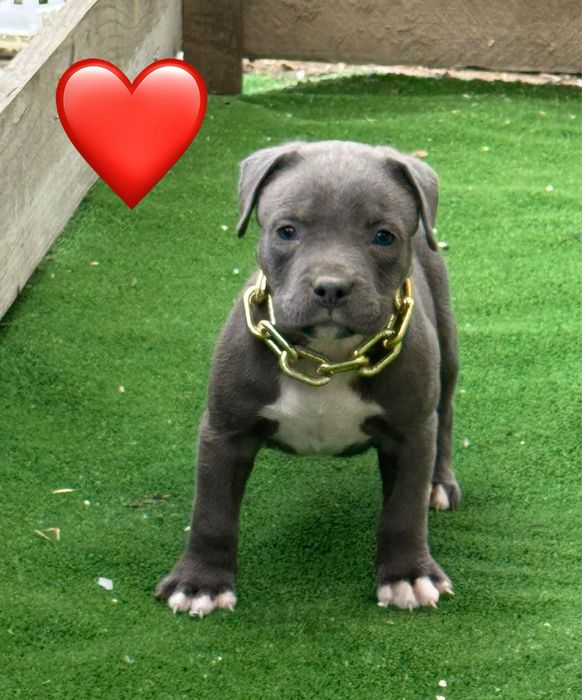 Amstaff blue.