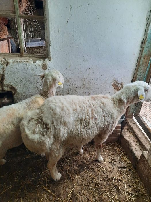 Қой саулықтар семіз