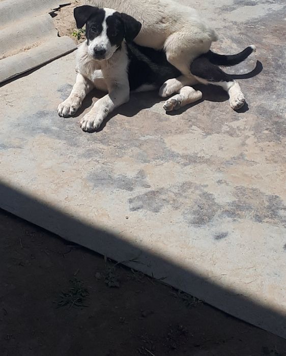 Alabay Алабай щенок