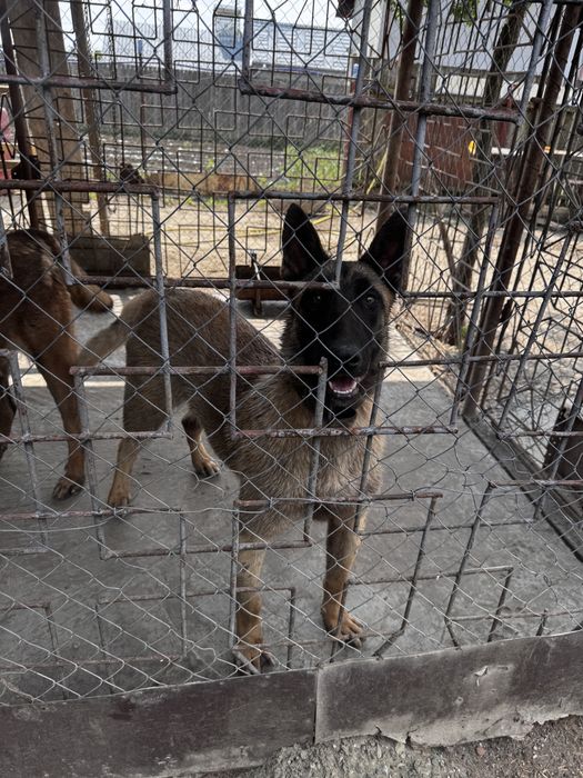 MALINOIS PREMIUM – Pui Excepțional din Linie cu Pedigree | Inteligență & Protecție de Top