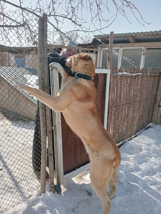 Продам    алабая