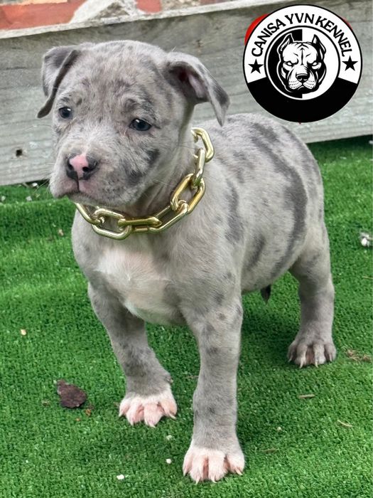Amstaff blue merle