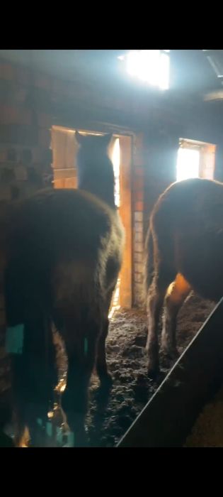 Продам лошадей..