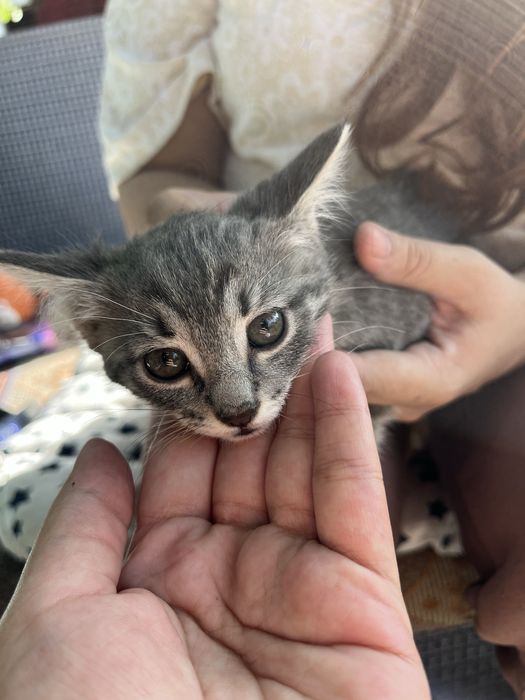 Отдам котят в хорошие руки