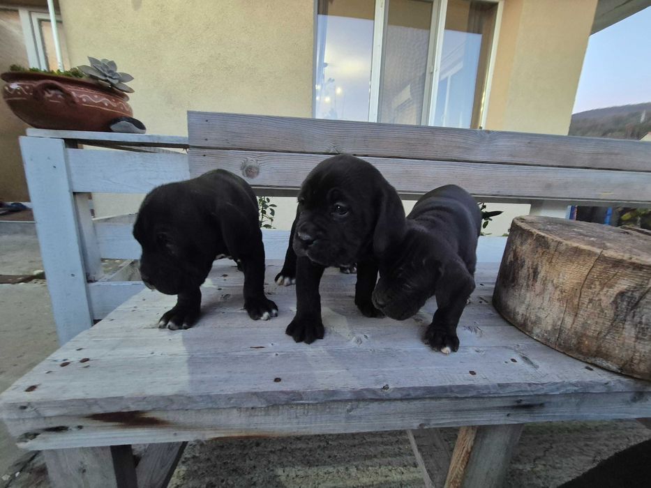 Кане Корсо женски