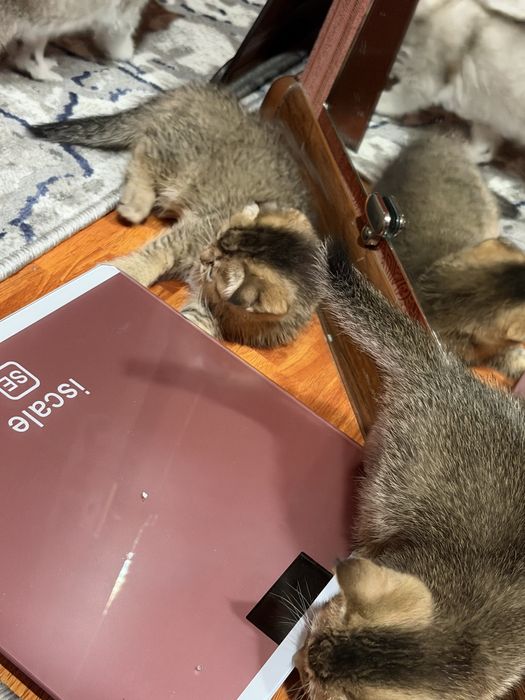 Коцята 1,5 месячные