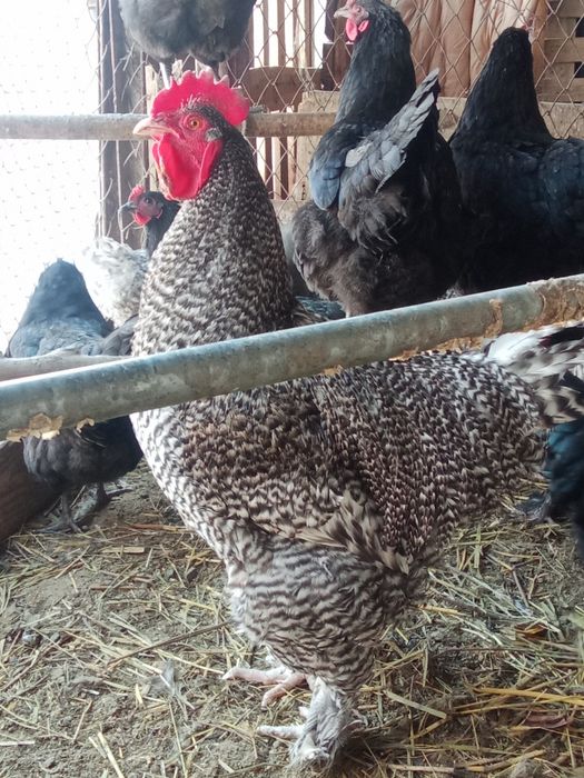 Продам чистокровного