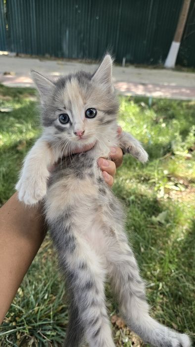 Котята 1 месяц бесплатно