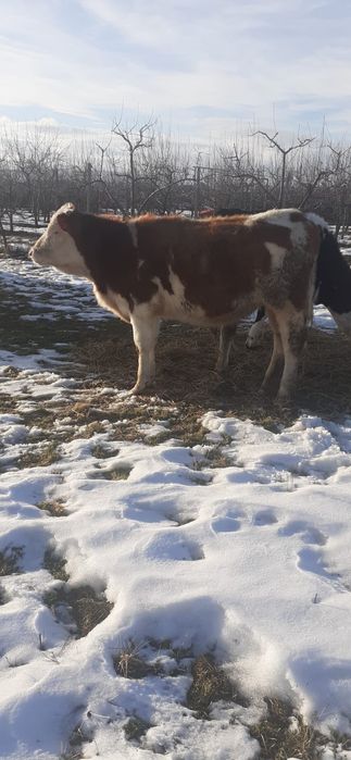 Balțată Românească 5200bucata