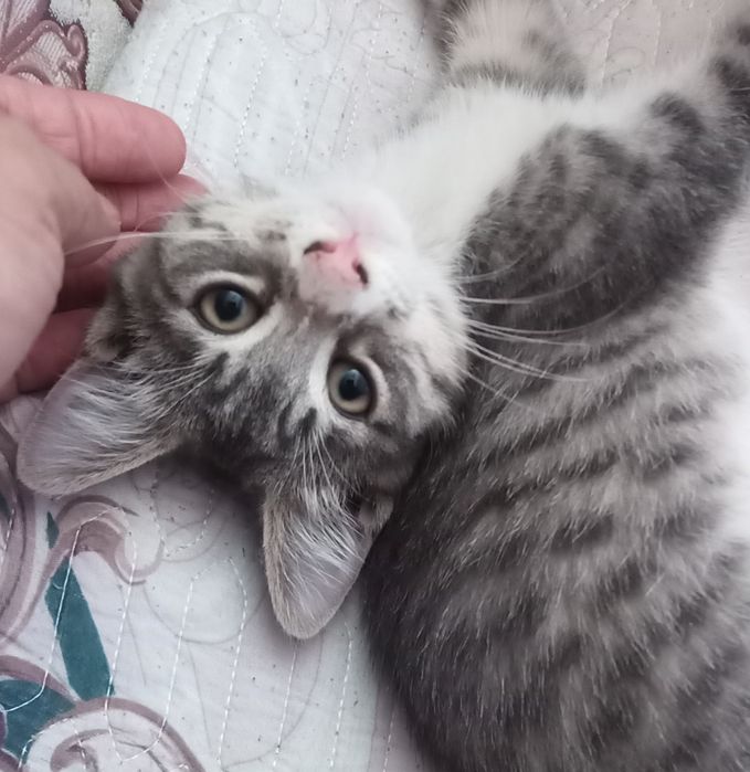 Продается котенок Пончик