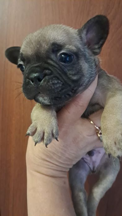 Французские бульдоги щенки