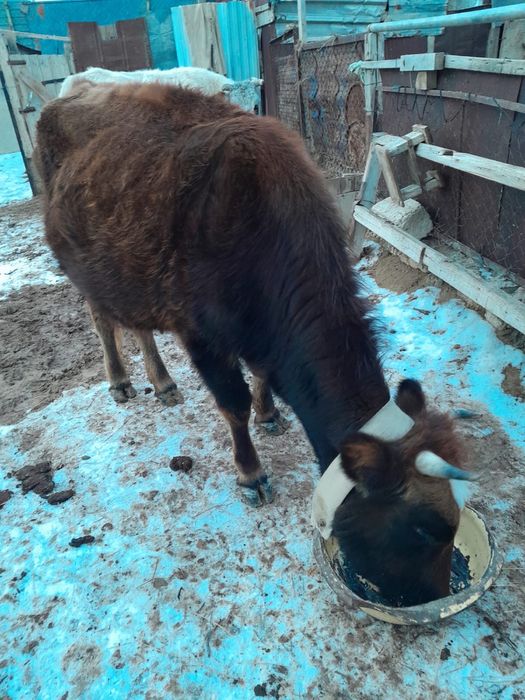 Сиыр сатылады бузауымен